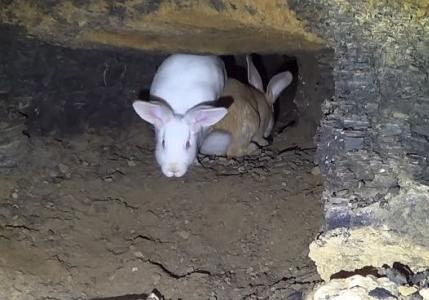 Breeding rabbits in a pit as a business: reviews, photos, pit diagram