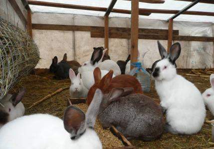 Breeding rabbits at home - subtleties and features of breeding